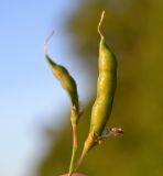 Image of taxon representative. Author is Сергей Соколенко