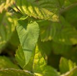 Fallopia convolvulus. Лист. Пермский край, г. Пермь, Кировский р-н, садовый участок, сорное. 21 августа 2017 г.