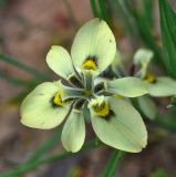 Image of taxon representative. Author is Александр Иванов