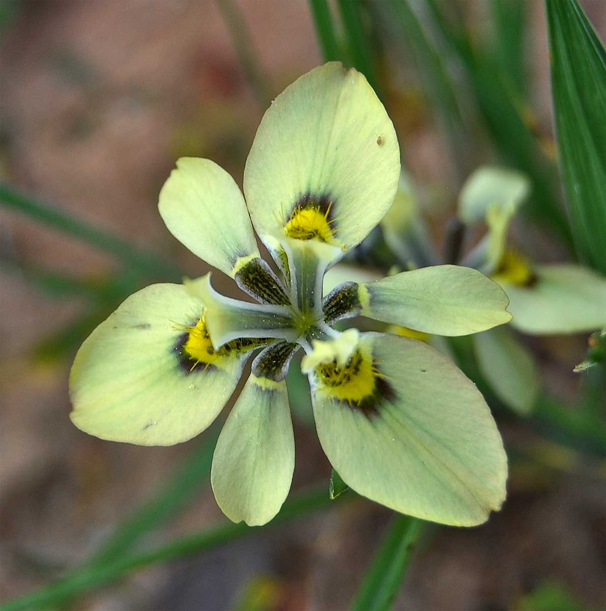 Image of Moraea papilionacea specimen.