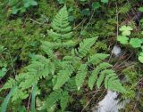 Gymnocarpium dryopteris