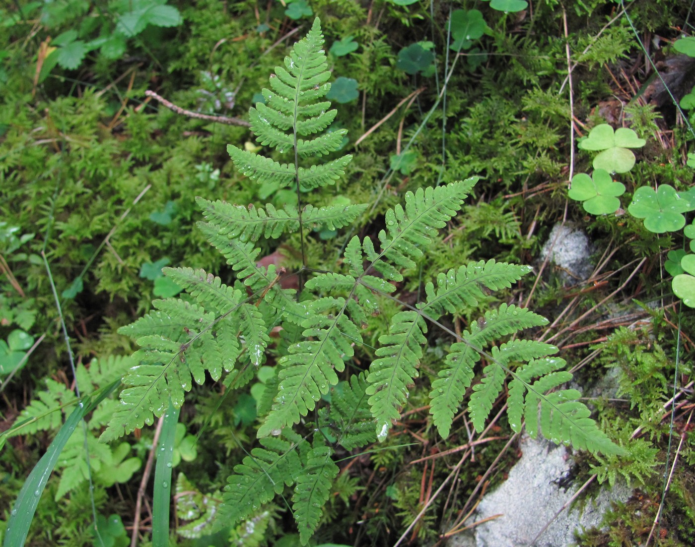 Изображение особи Gymnocarpium dryopteris.