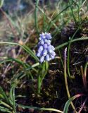 Muscari armeniacum