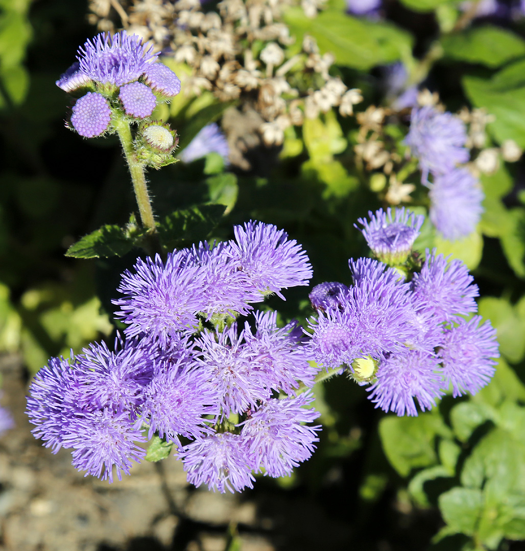 Image of Ageratum houstonianum specimen.