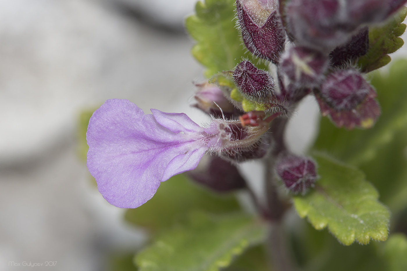 Image of Teucrium chamaedrys specimen.