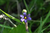 Sisyrinchium septentrionale. Верхушка побега с цветком и зреющим плодом. Приморский край, Шкотовский р-н, пос. Подъяпольск, прибрежный луг. 23.06.2017.