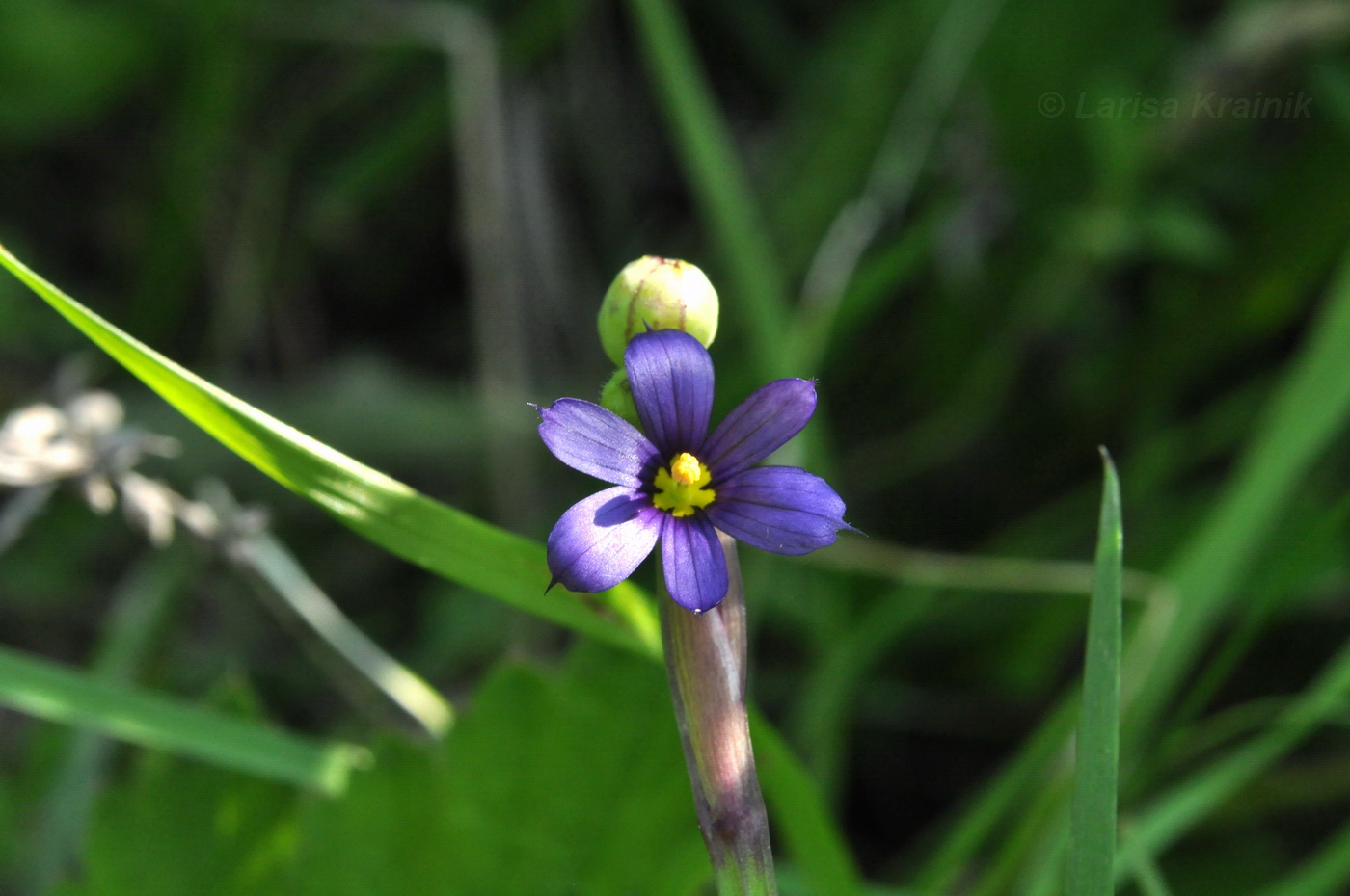 Изображение особи Sisyrinchium septentrionale.