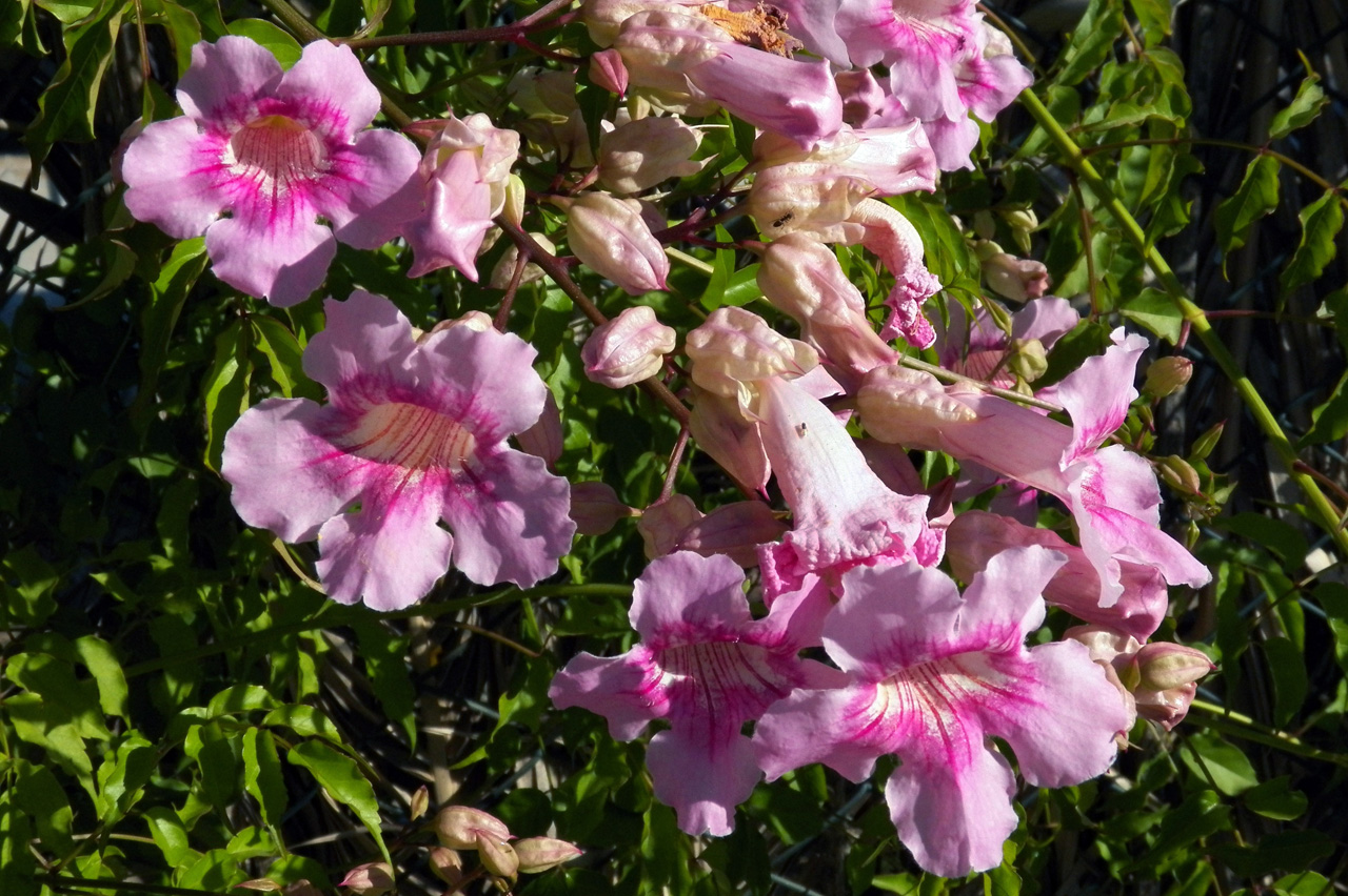 Image of Podranea ricasoliana specimen.