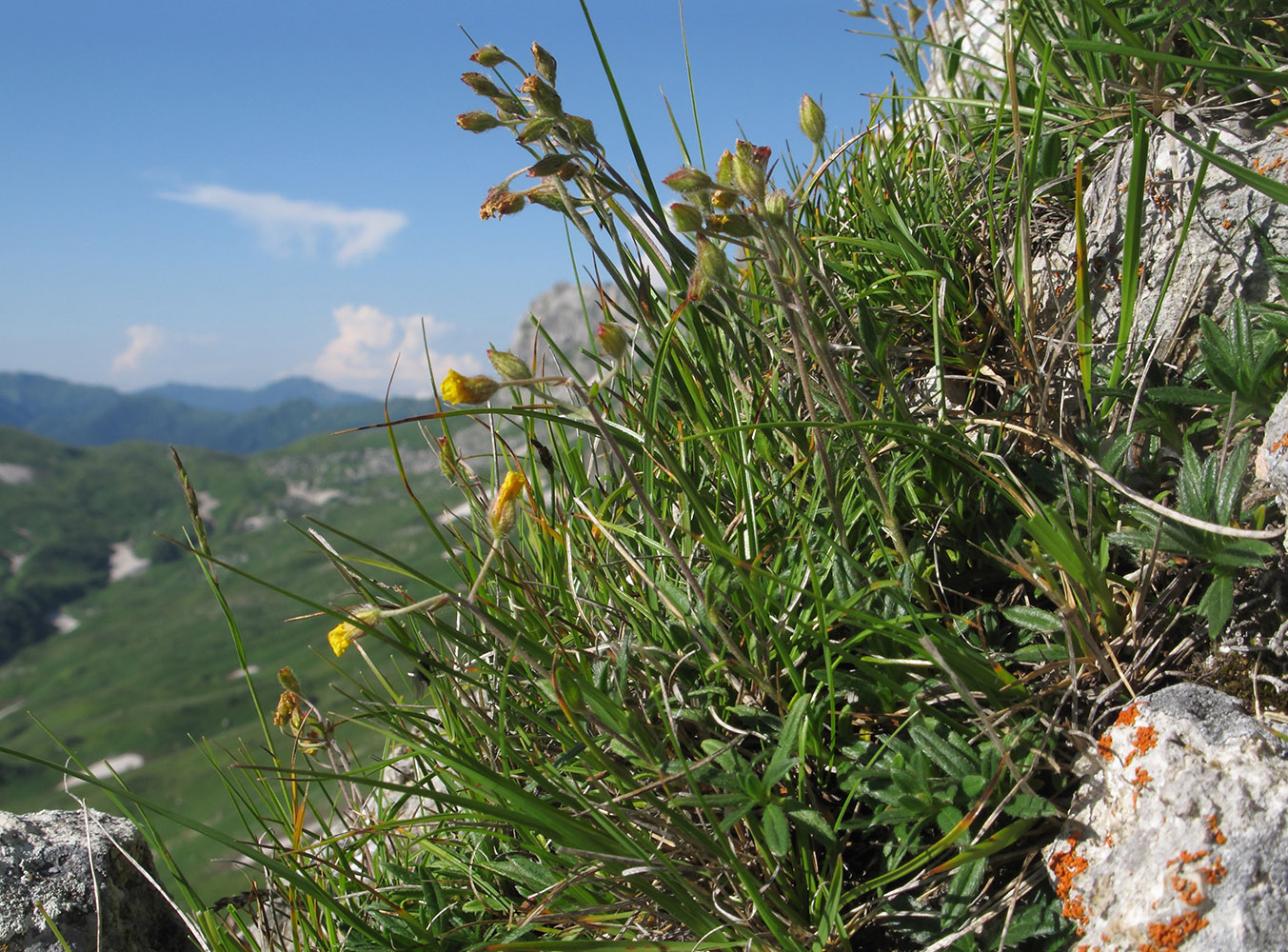 Image of Helianthemum buschii specimen.