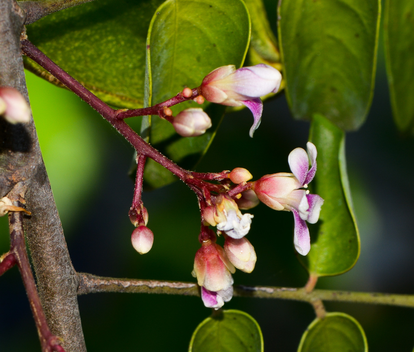 Image of Averrhoa carambola specimen.