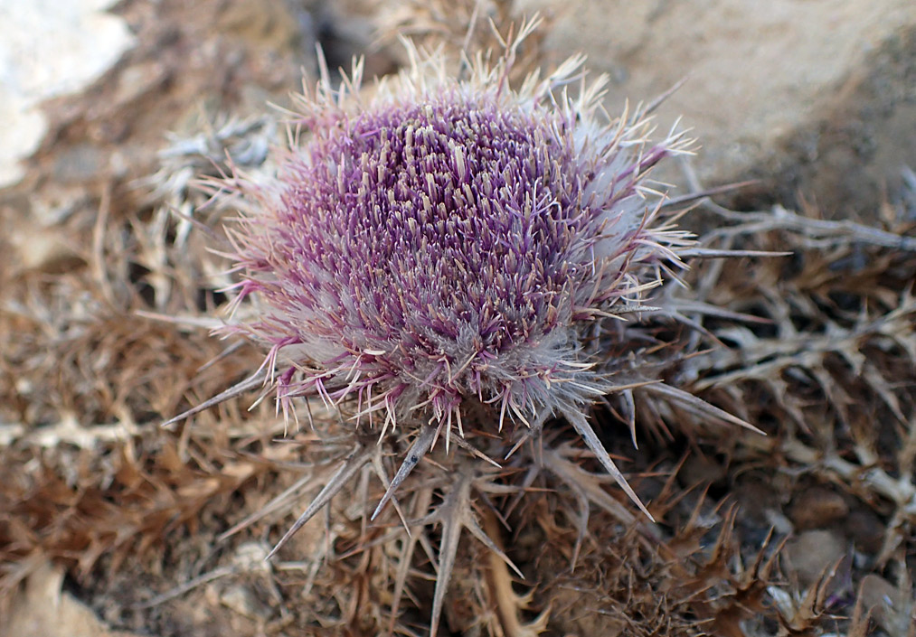 Image of Carlina gummifera specimen.