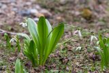 Galanthus platyphyllus. Цветущее растение. Грузия, Край Рача-Лечхуми и Нижняя Сванетия, Онский муниципалитет, окр. пос. Шови, дол. р. Чанчахи (приток р. Риони), выс. 1530 м н.у.м., опушка смешанного леса. 07.05.2017.