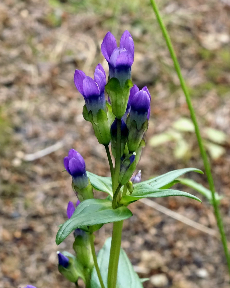 Image of Gentianella auriculata specimen.