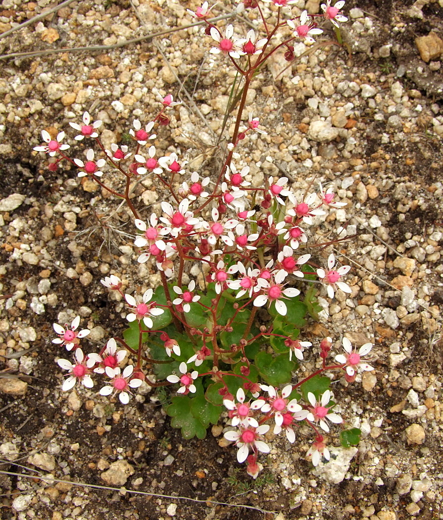 Image of Micranthes nudicaulis specimen.