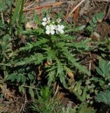 Dontostemon pinnatifidus