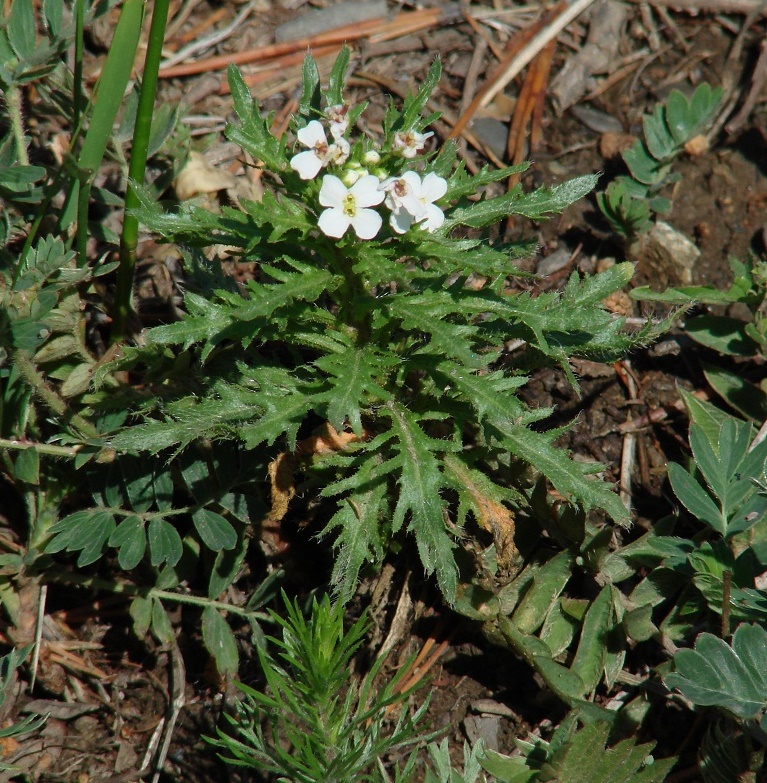 Изображение особи Dontostemon pinnatifidus.