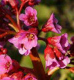 Bergenia crassifolia