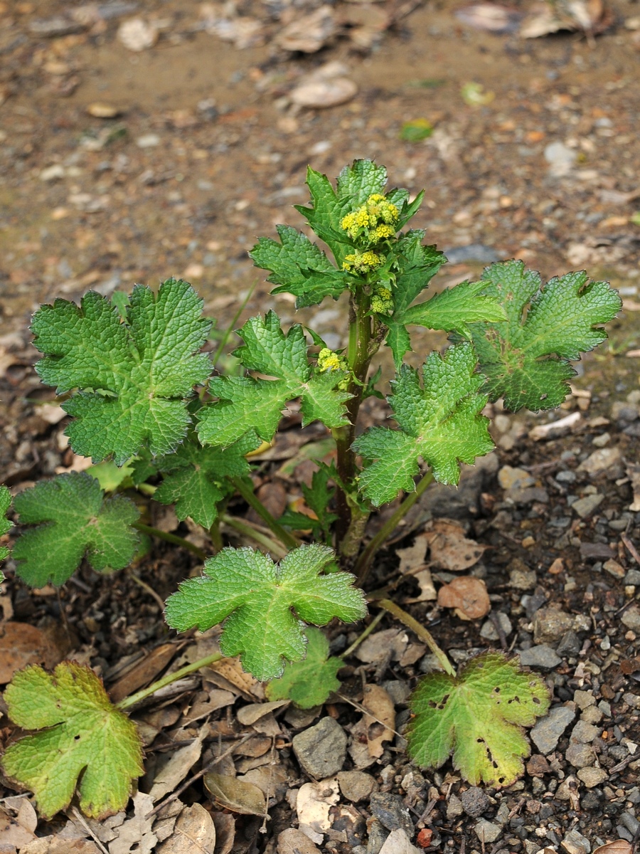 Image of Sanicula crassicaulis specimen.