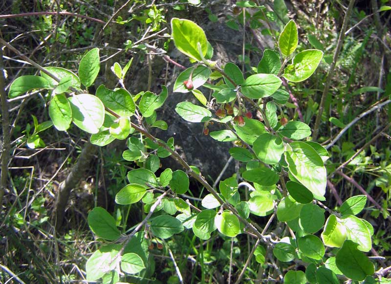 Image of genus Cotoneaster specimen.