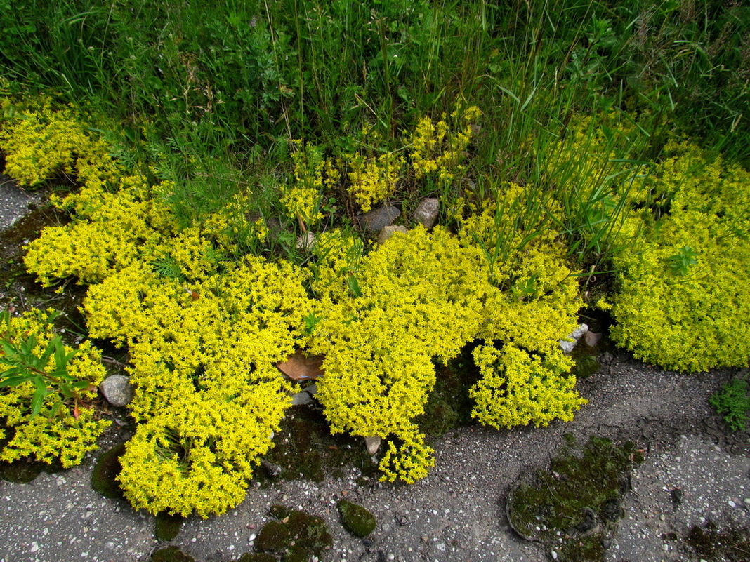 Изображение особи Sedum acre.