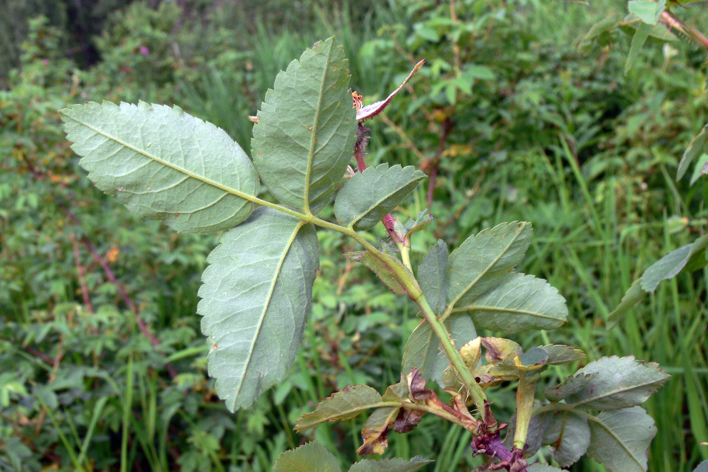 Image of Rosa acicularis specimen.