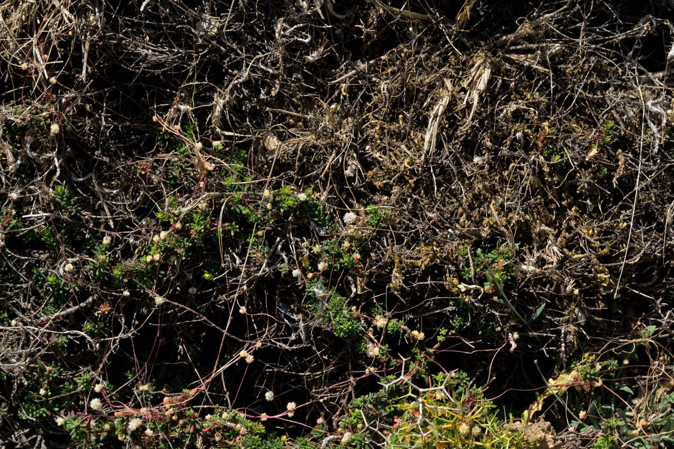 Image of Cuscuta planiflora specimen.