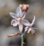 Asphodelus fistulosus