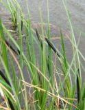 genus Carex