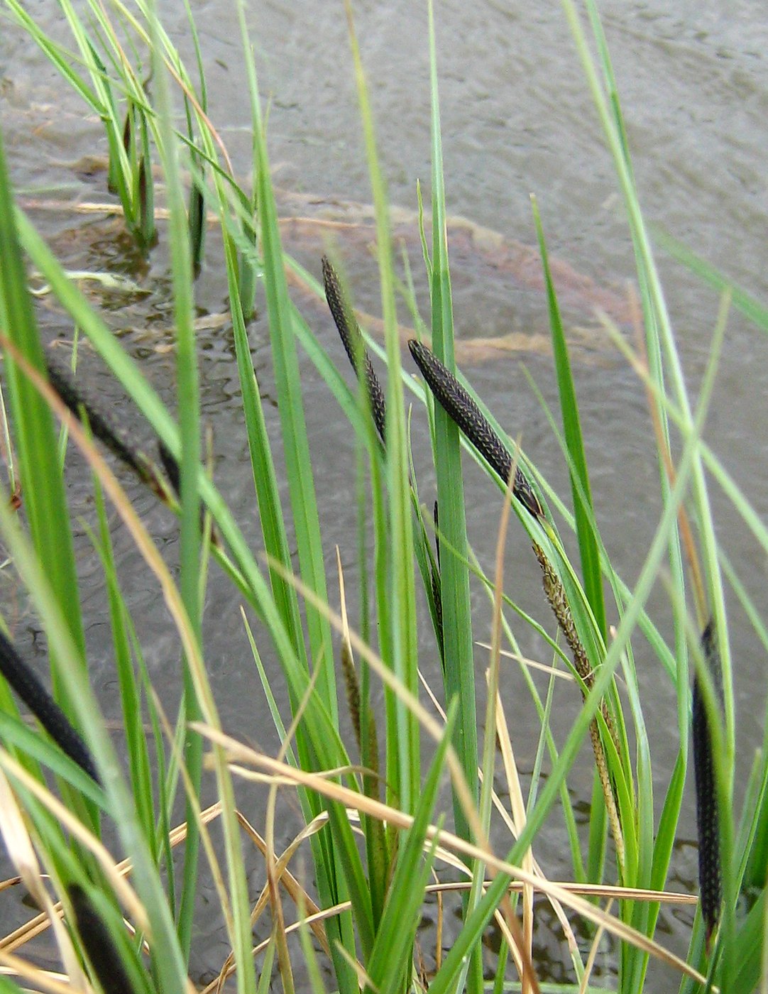 Image of genus Carex specimen.