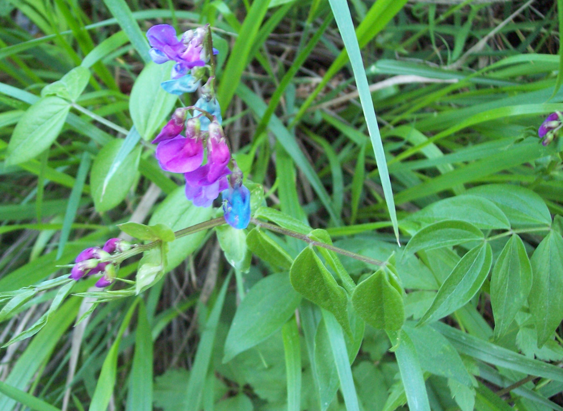 Изображение особи Lathyrus vernus.