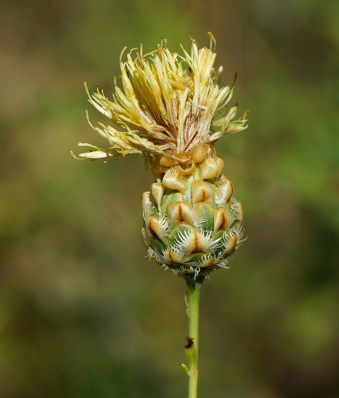 Изображение особи Centaurea orientalis.