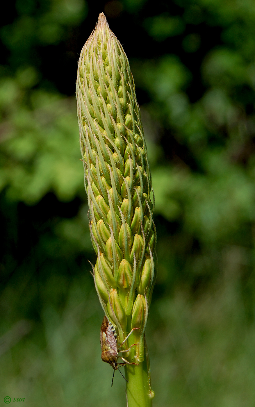 Image of Eremurus spectabilis specimen.