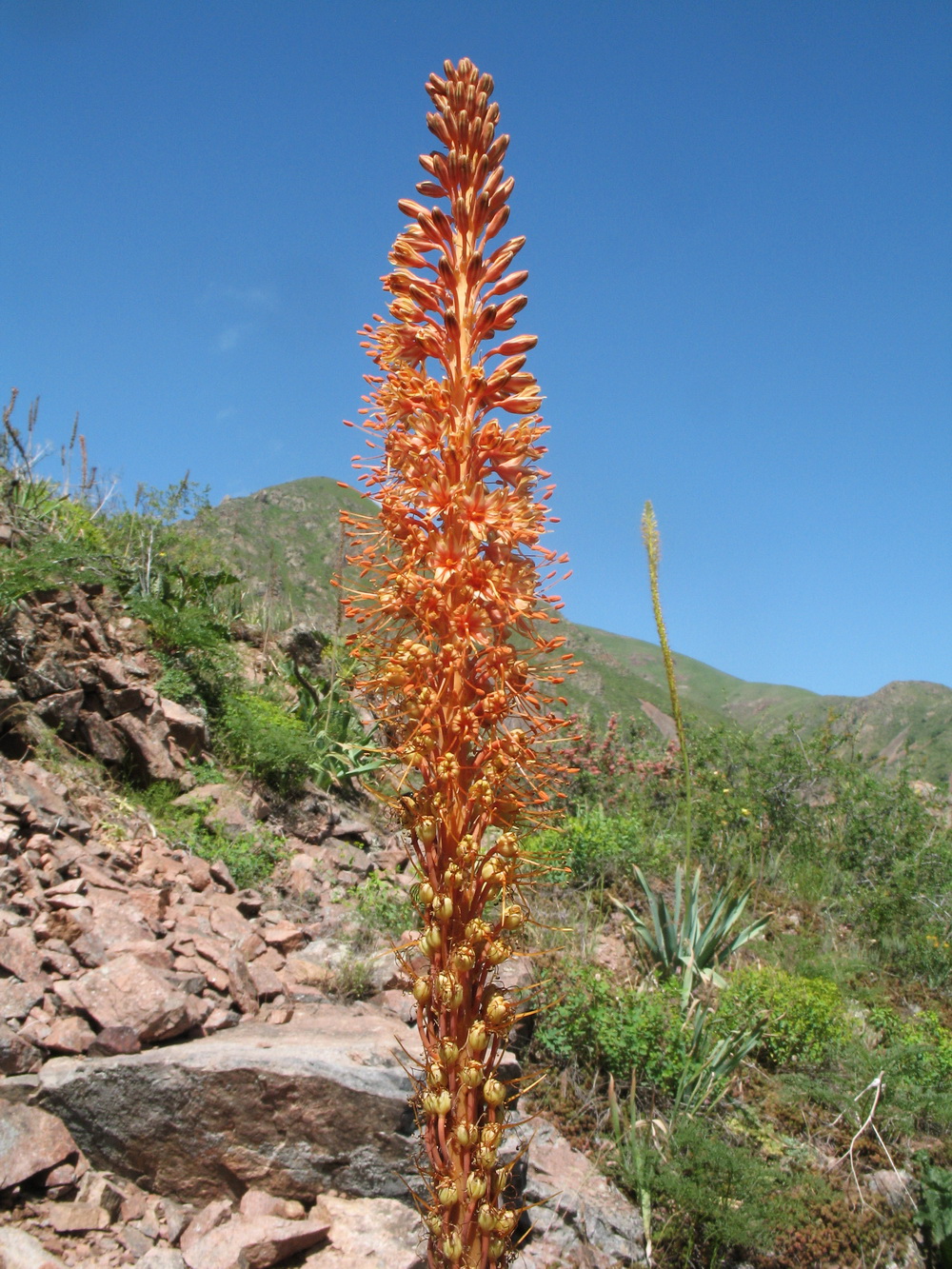 Image of Eremurus &times; nikitinae specimen.