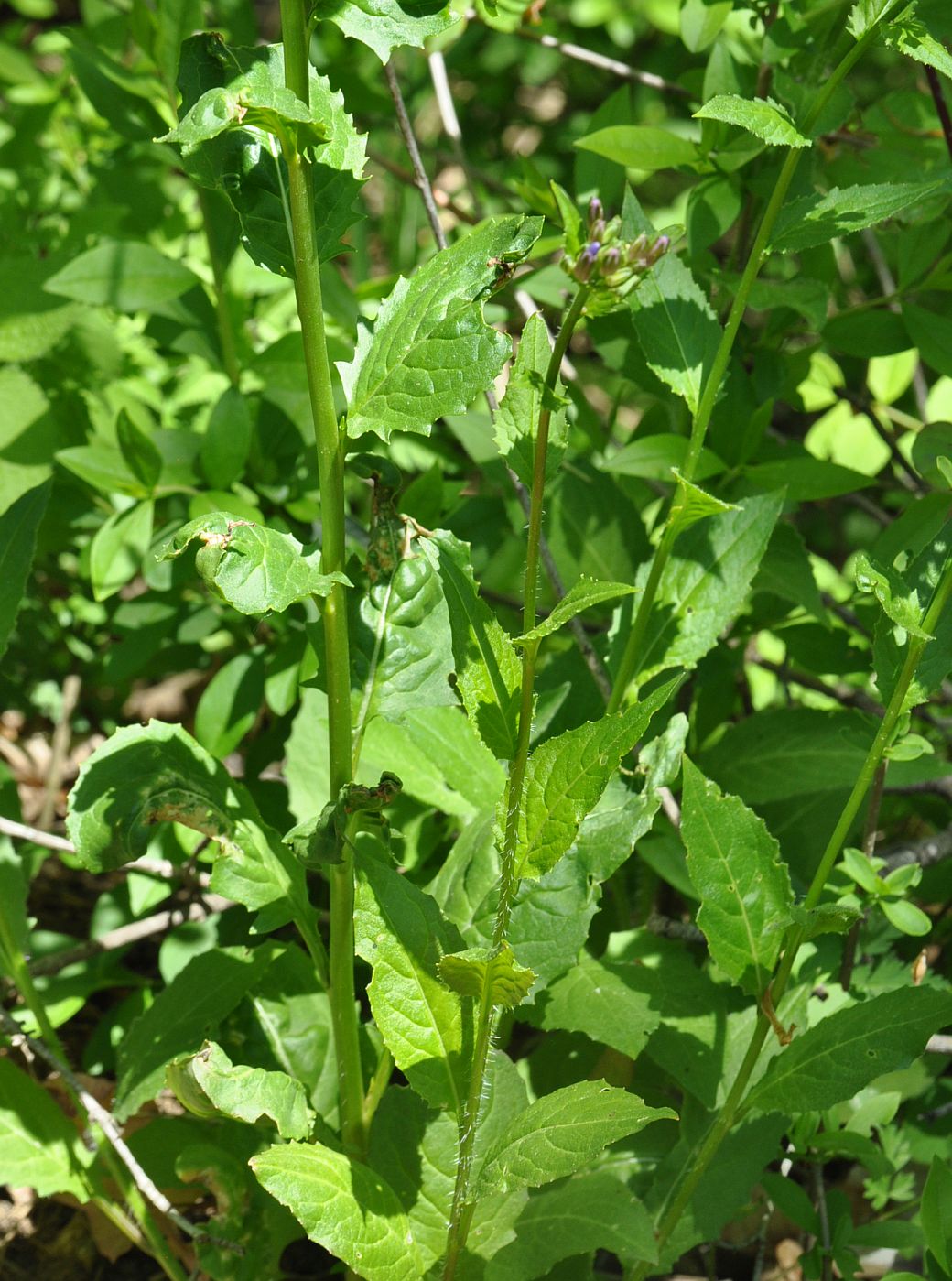 Image of Hesperis matronalis specimen.