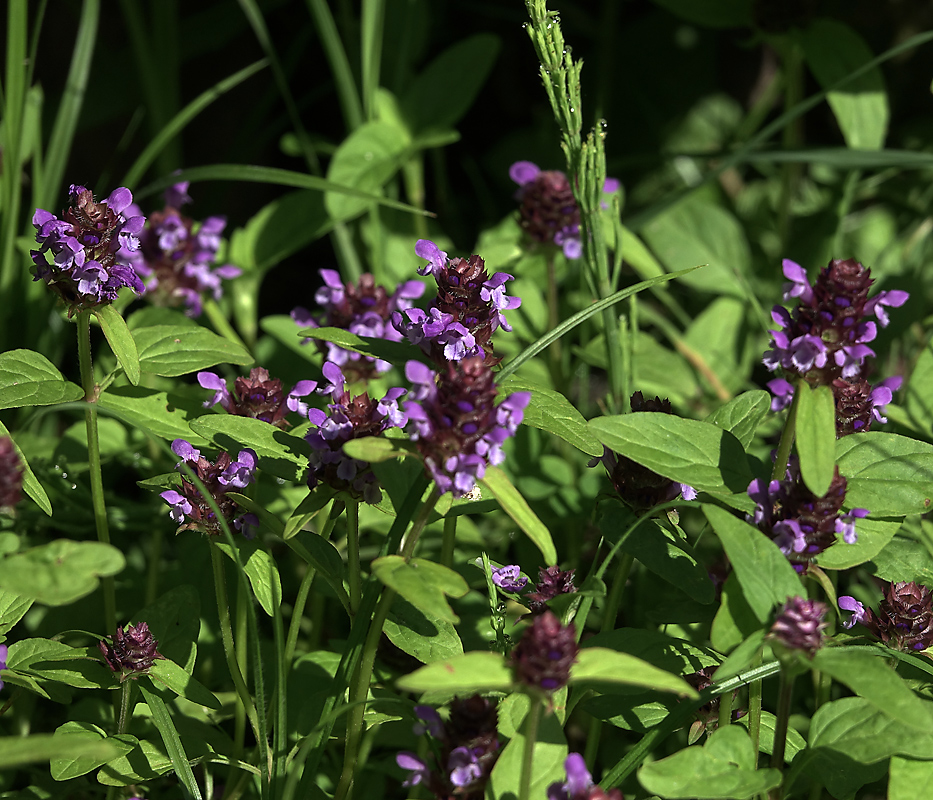 Изображение особи Prunella vulgaris.