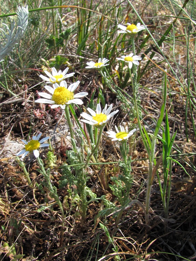 Image of Anthemis ruthenica specimen.