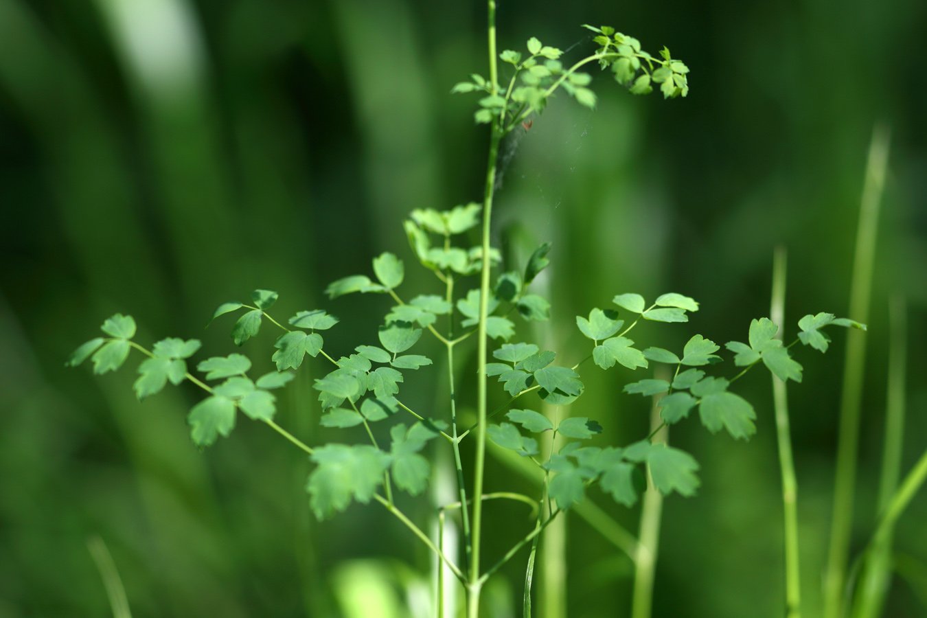 Image of Thalictrum minus specimen.