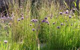Allium schoenoprasum. Цветущие растения. Ленинградская обл., Выборгский р-н, побережье Финского залива, супралитораль, луговина среди валунов. 16.06.2018.