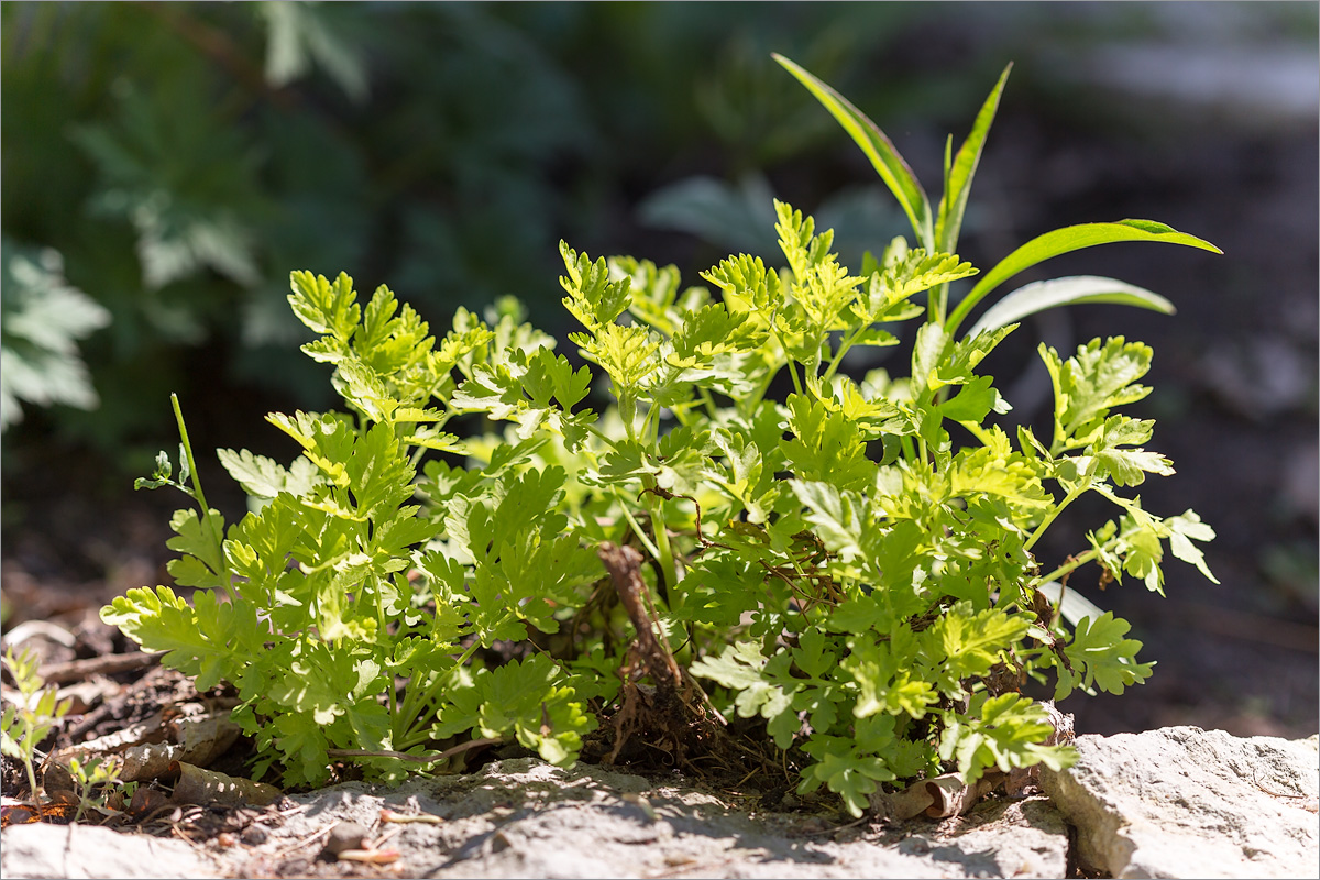 Изображение особи Pyrethrum parthenium.