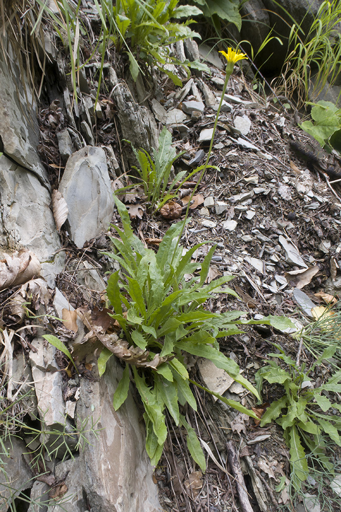 Изображение особи Leontodon hispidus ssp. hastilis.