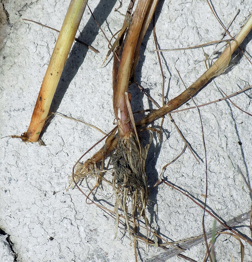 Image of Carex otrubae specimen.