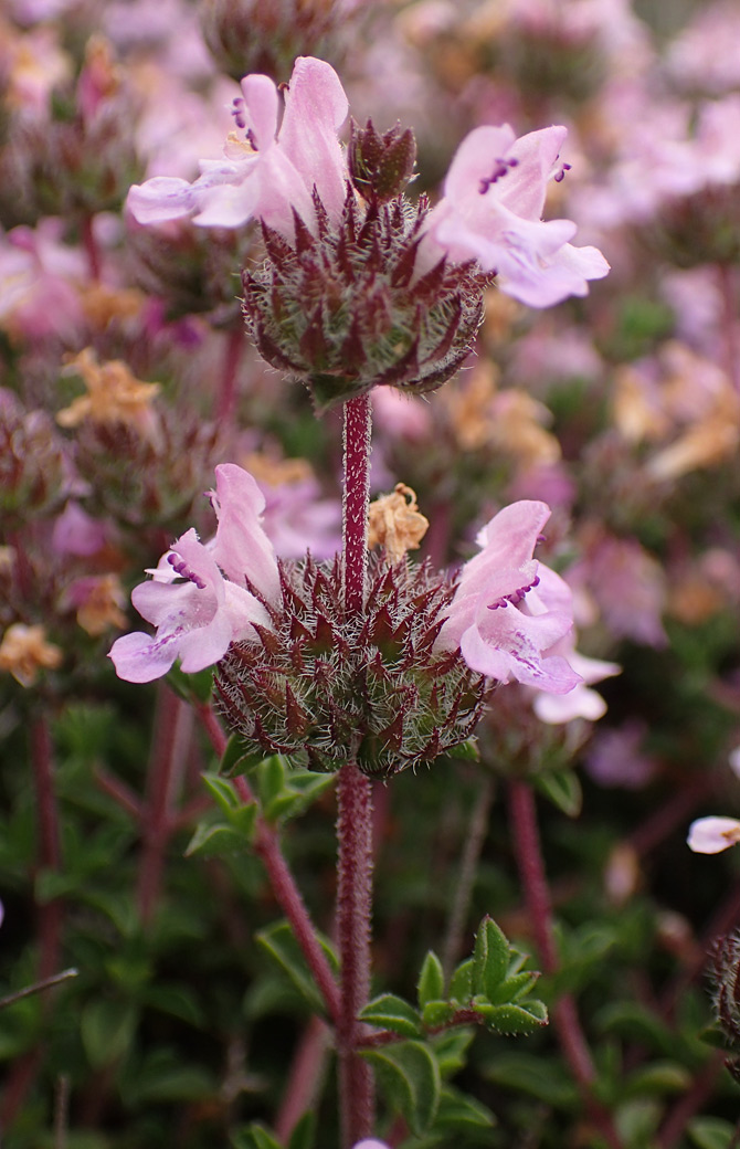 Image of Thymus comptus specimen.