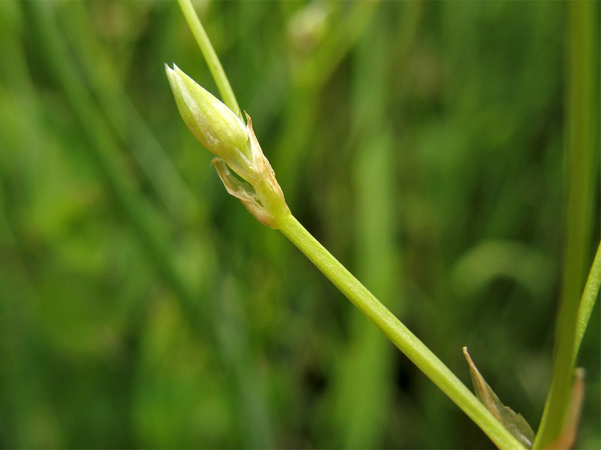 Image of Stellaria palustris specimen.