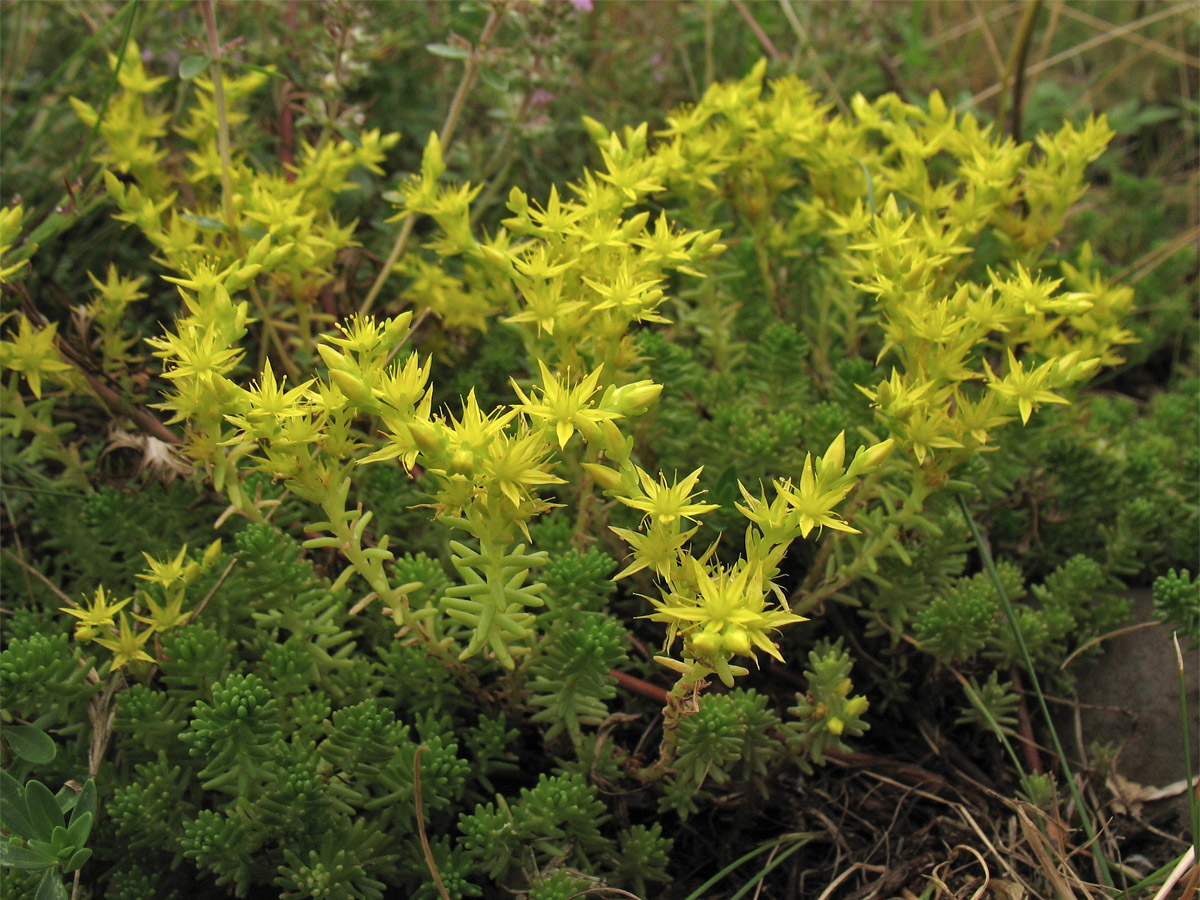 Изображение особи Sedum sexangulare.