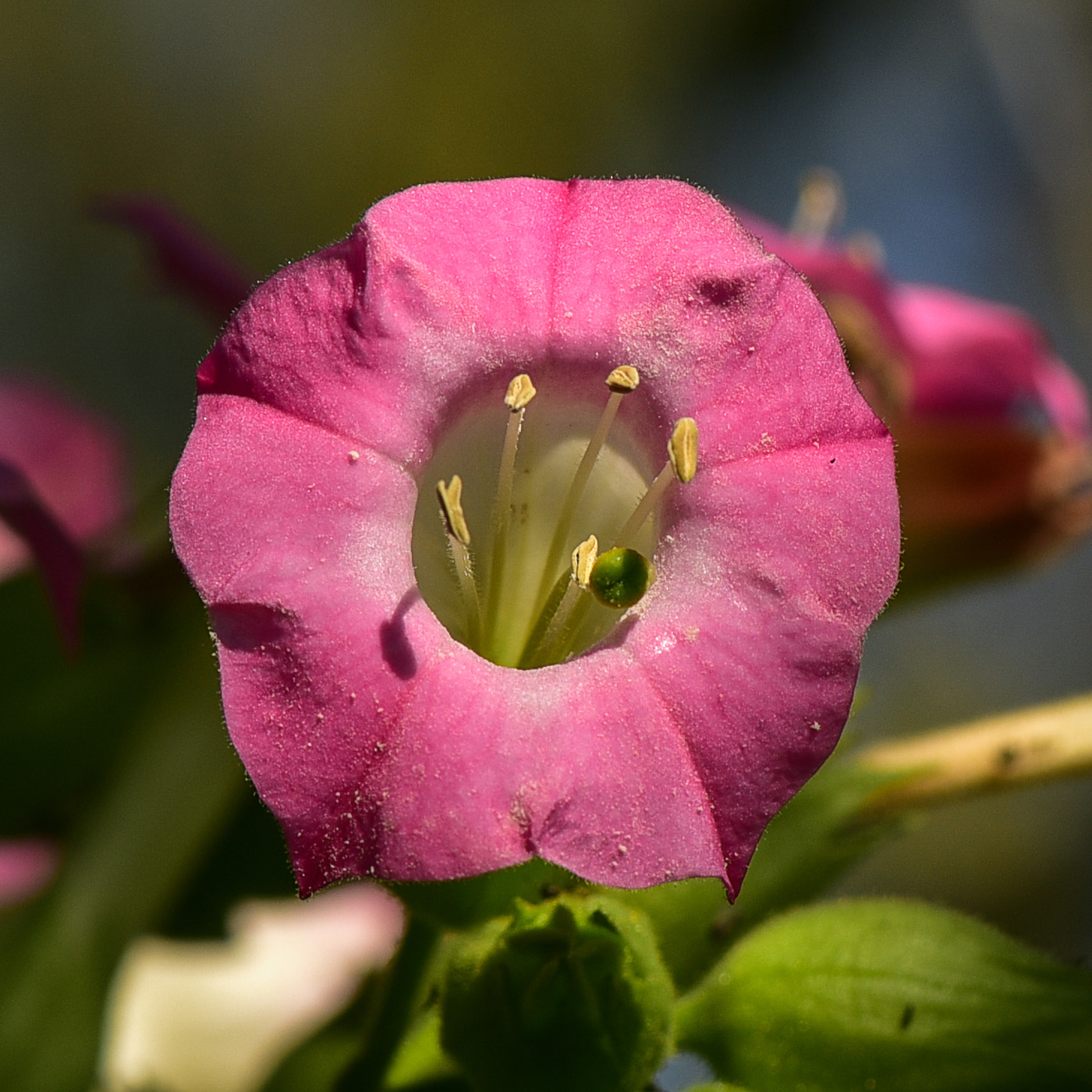 Image of Nicotiana tabacum specimen.