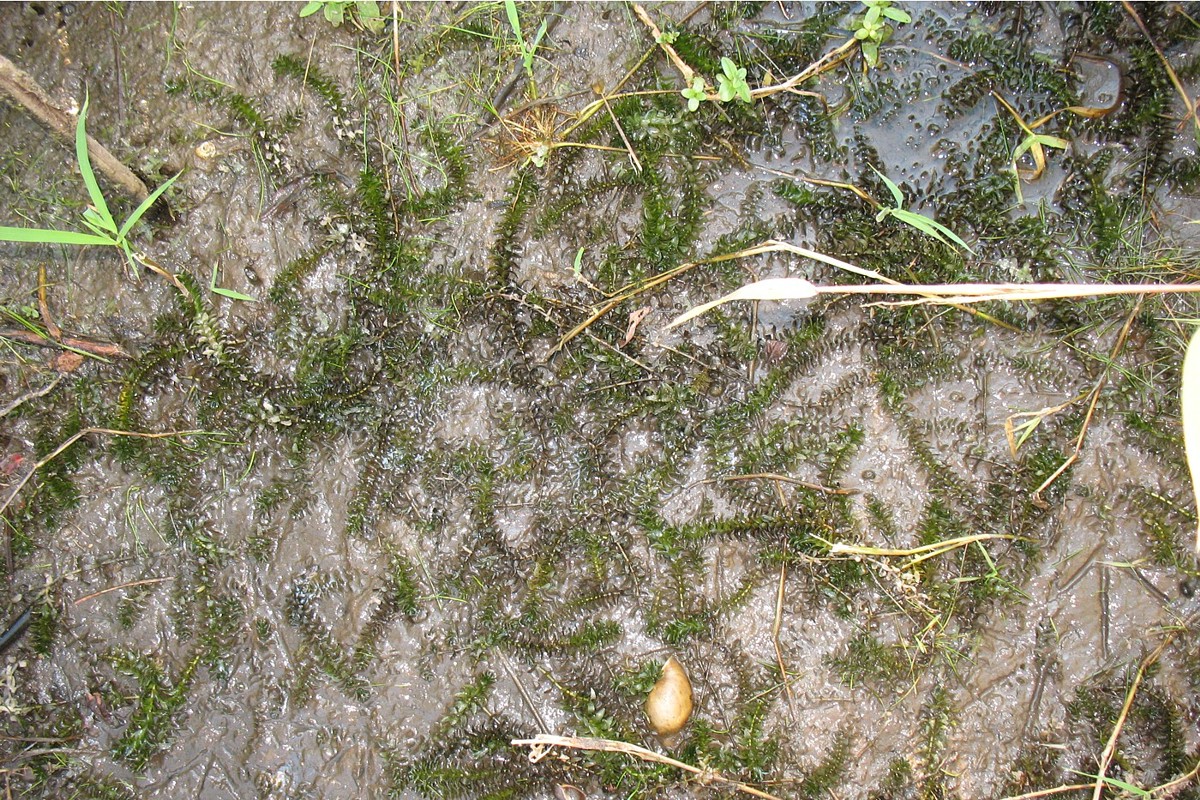 Image of Elodea canadensis specimen.