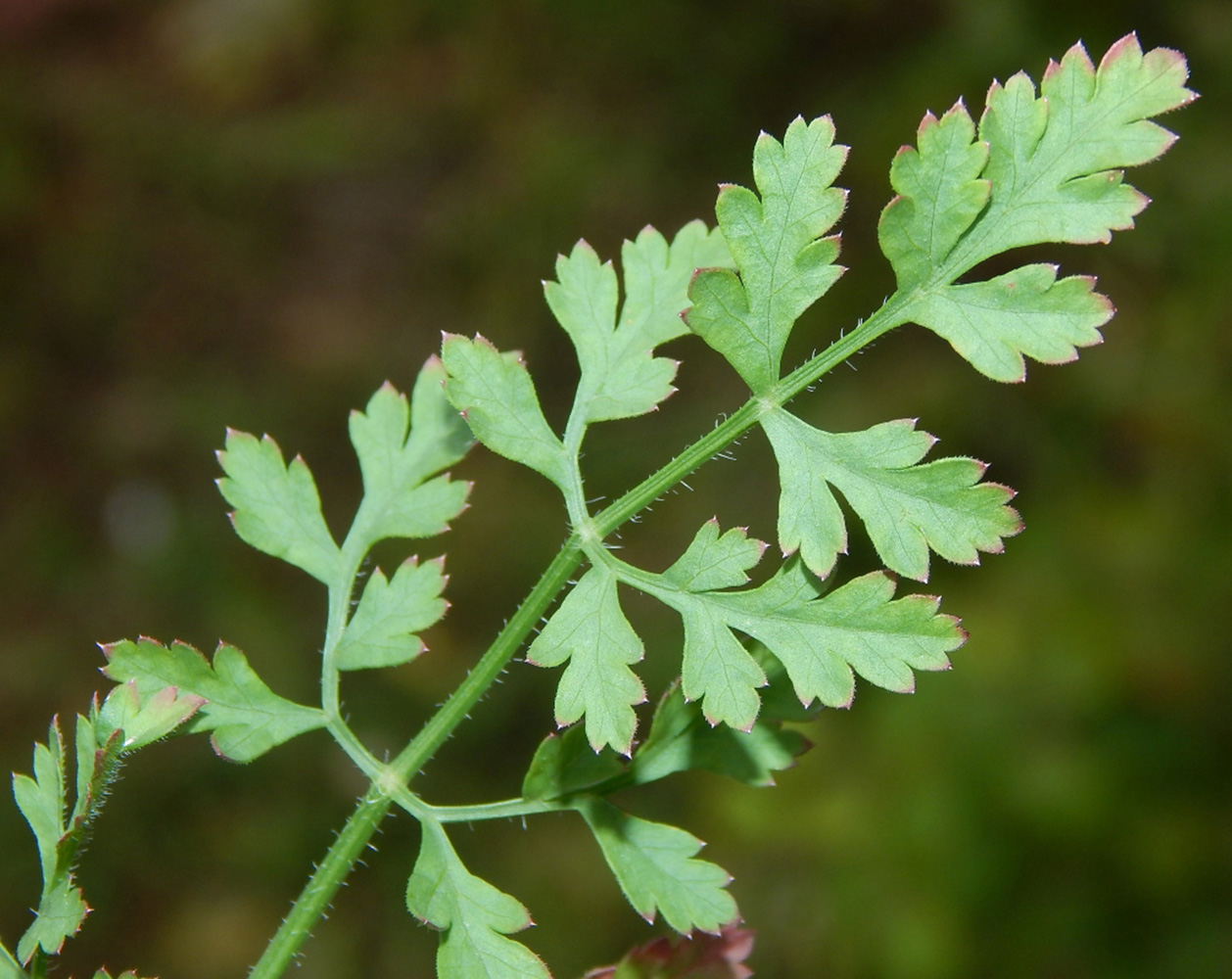 Image of genus Seseli specimen.