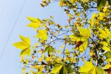 Platanus &times; acerifolia