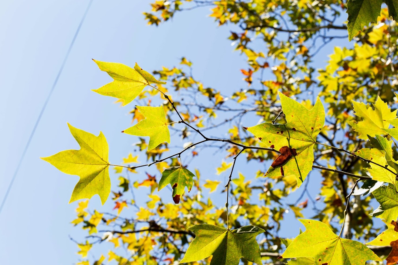 Image of Platanus × acerifolia specimen.