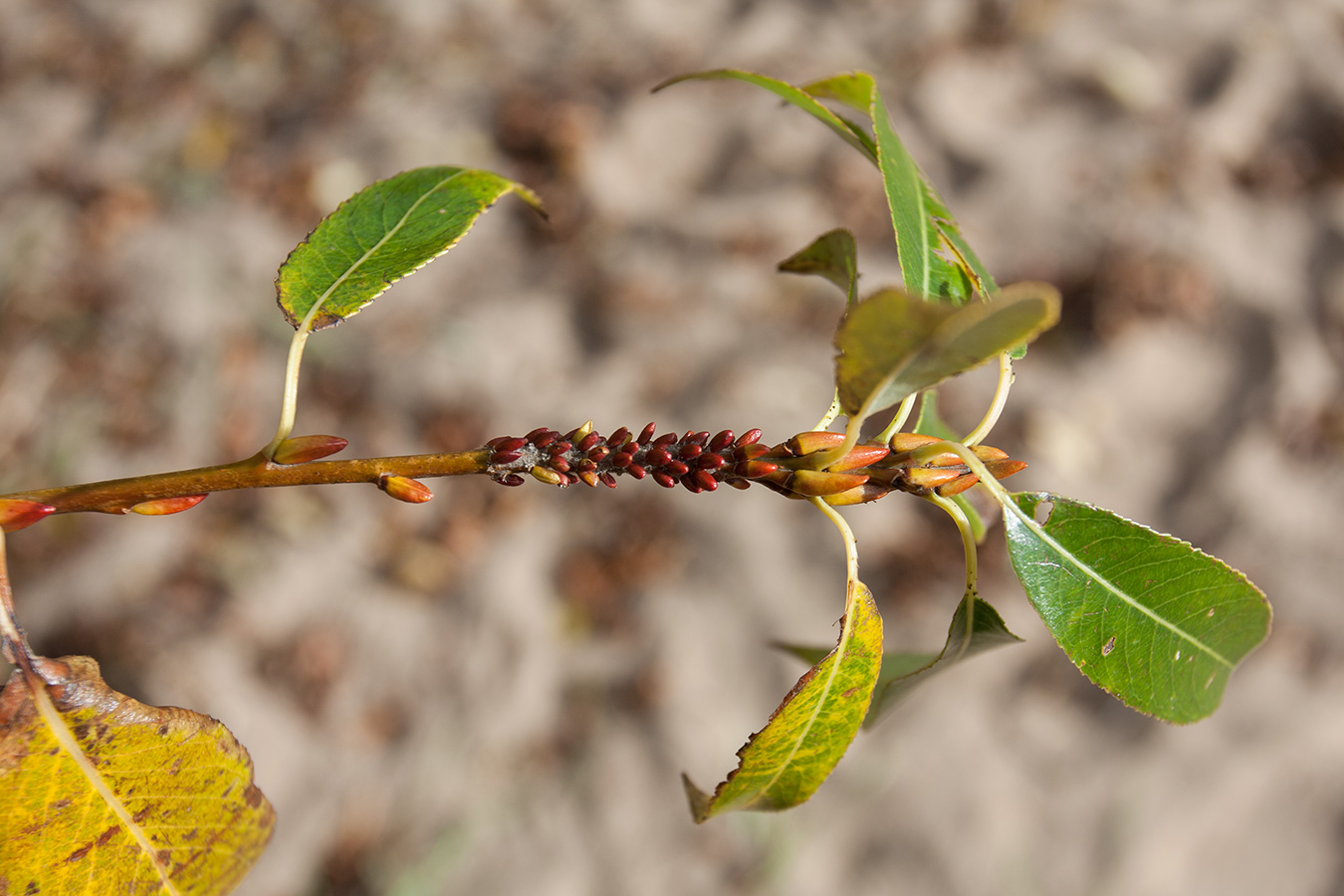 Изображение особи Salix pentandra.